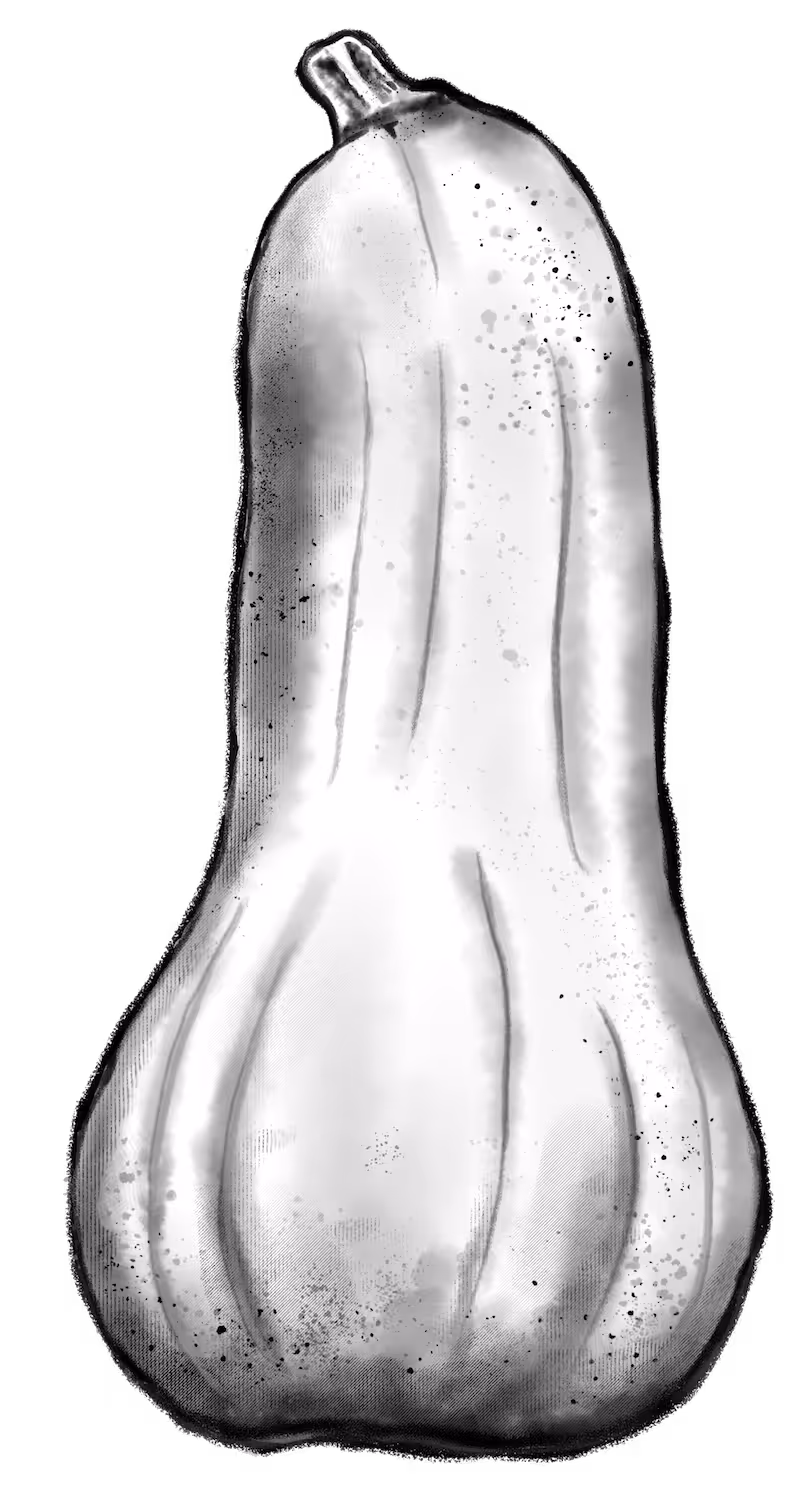 Compostable Illustrated squash