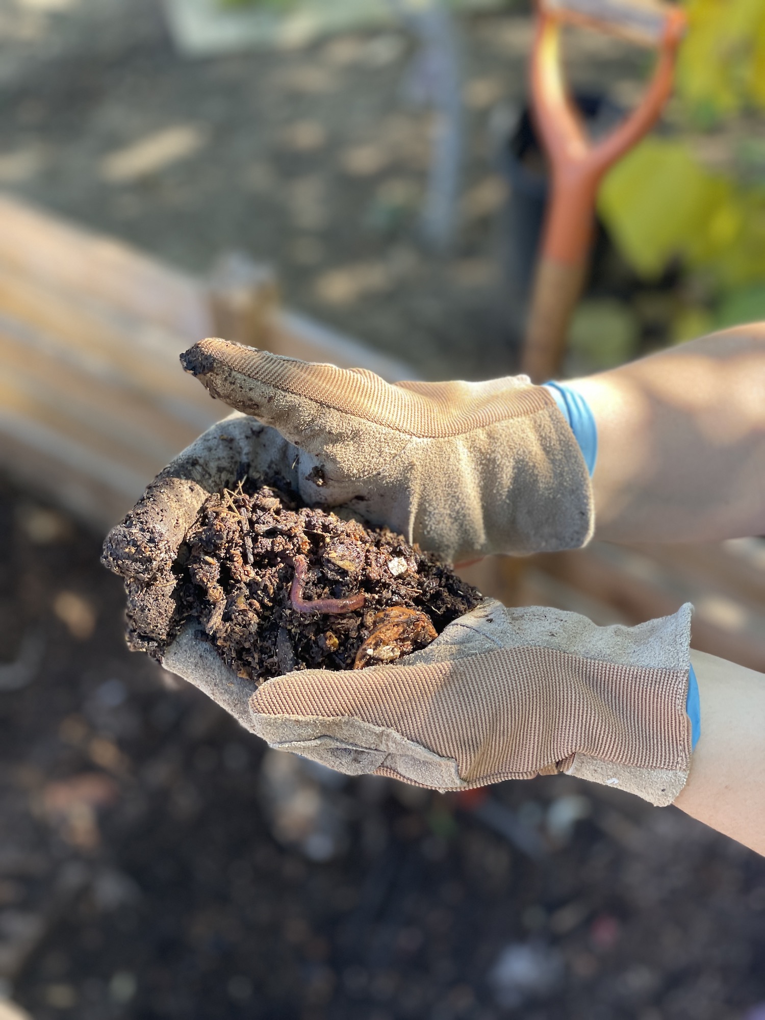 gloved hands hold dirt and worm